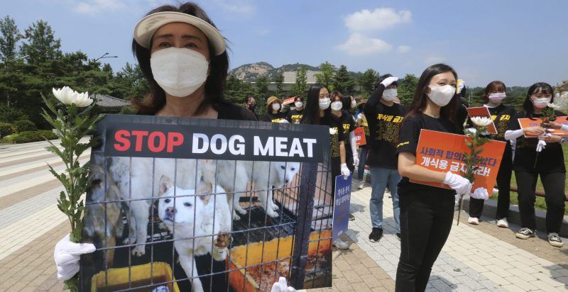 Corea del Sud, stop alla carne di cane