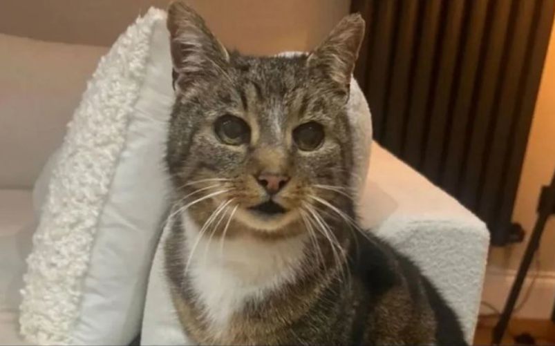 Il gatto Toby