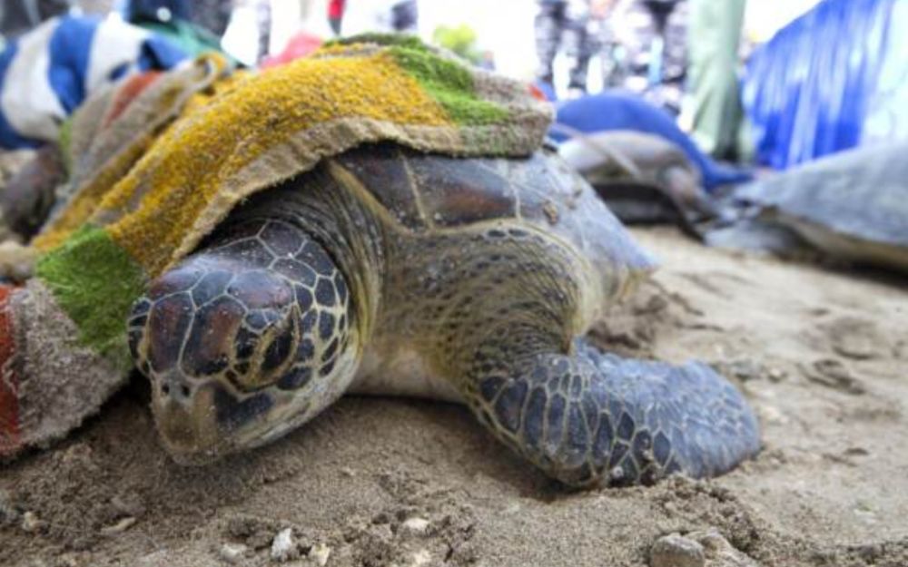 minore uccide tartaruga a la spezia