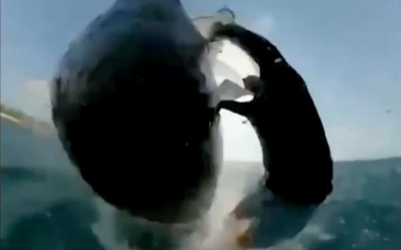 Kitesurfer balena