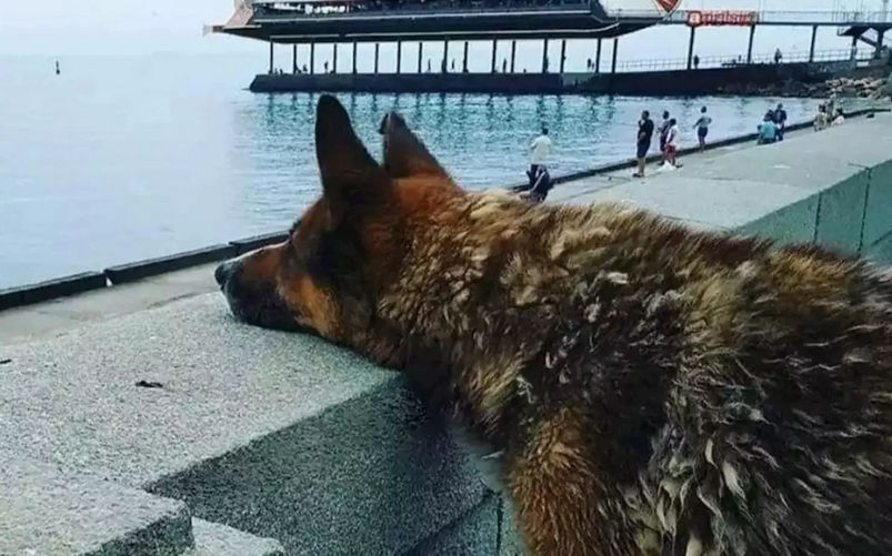 Mukhtar l'Hachiko della Crimea