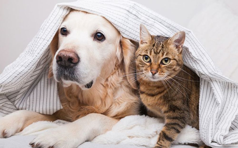 Gatti o cani