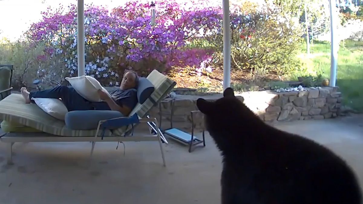 orso in casa