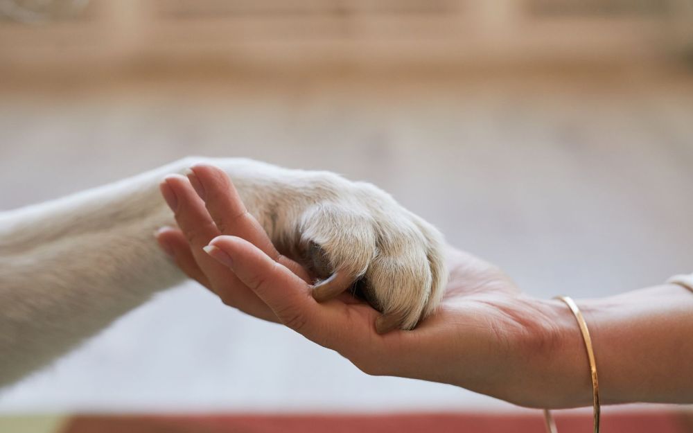 animali domestici sepolti