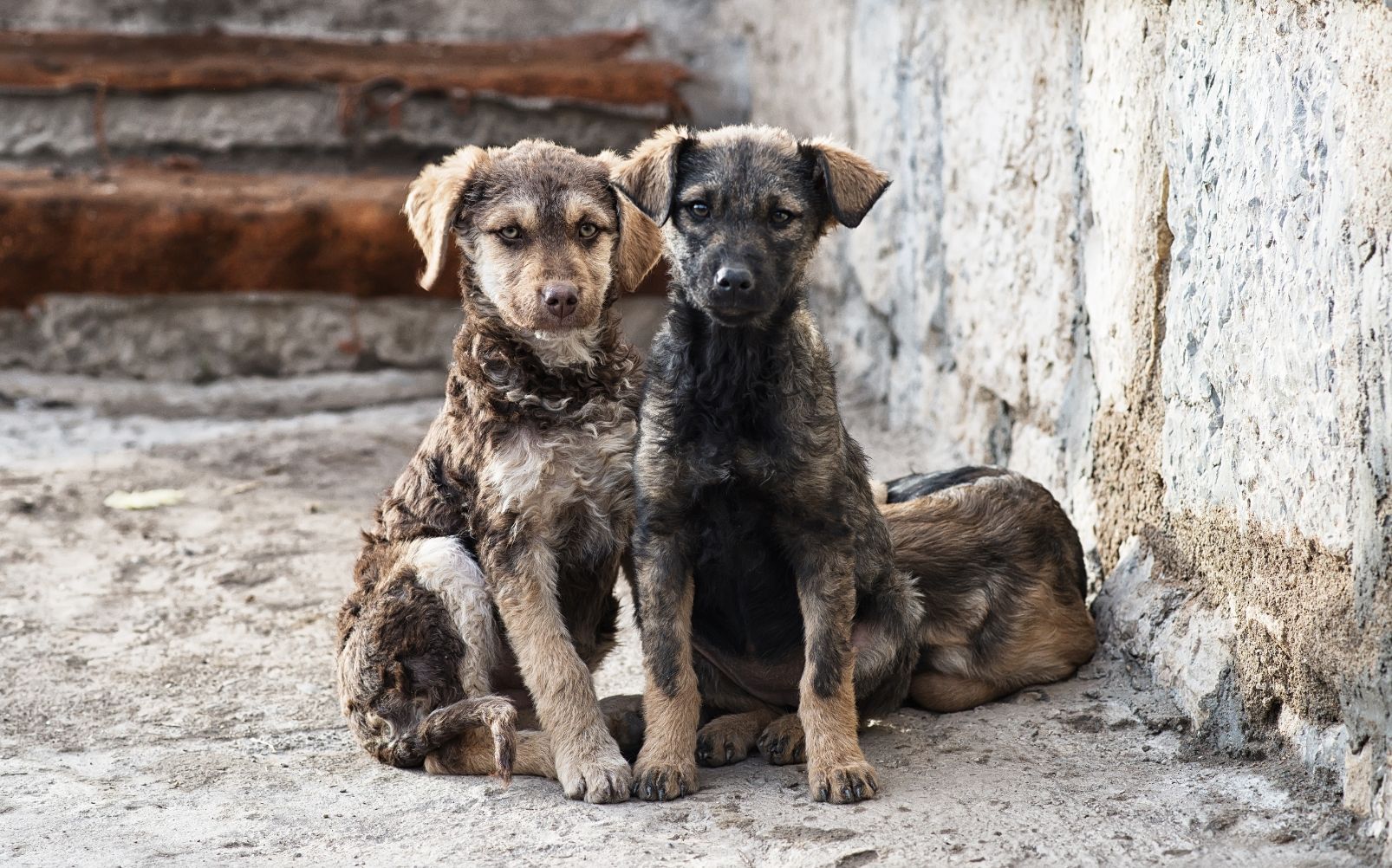 divieto di soccorrere cani