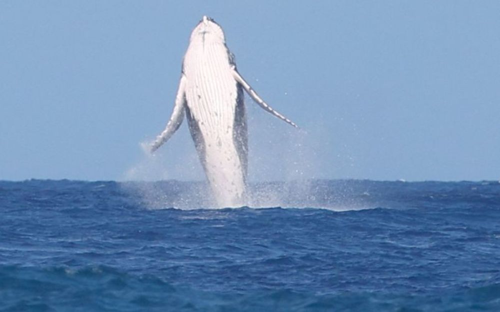 Olimpiadi balena