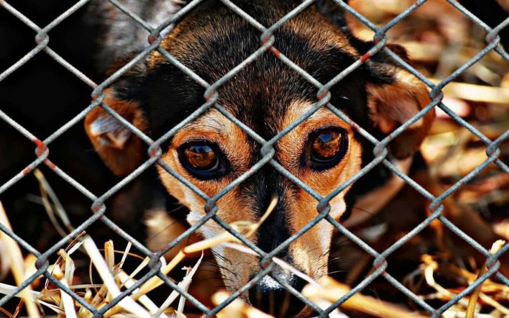 Maltrattamento degli animali