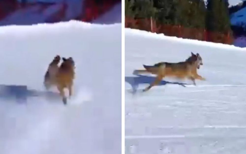 Sciatore insegue un lupo