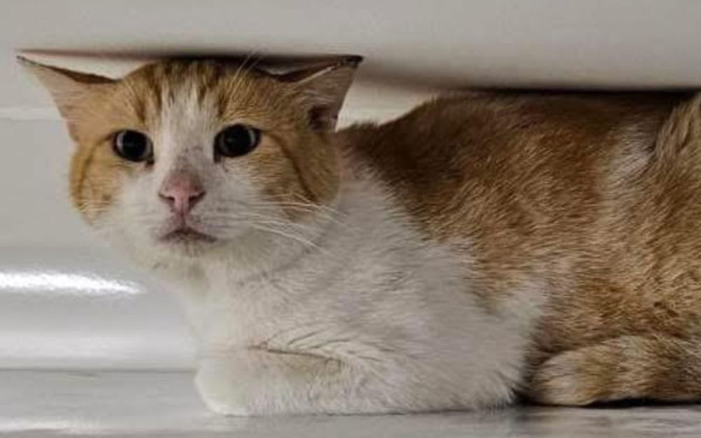 gatti