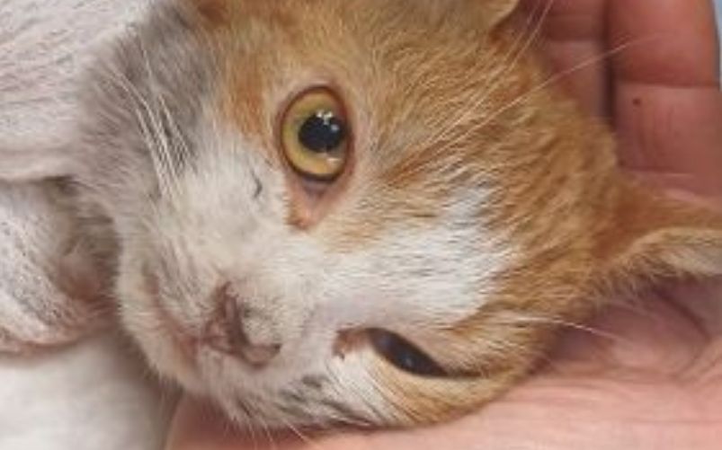 Gatto scuoiato