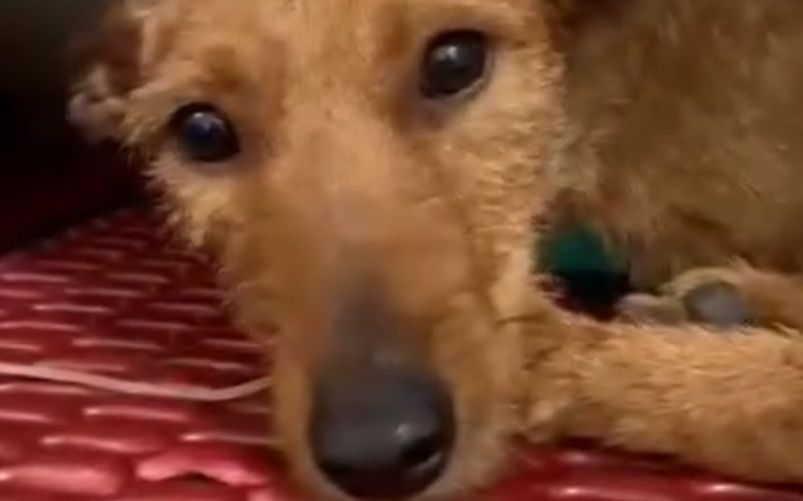 cane Hope