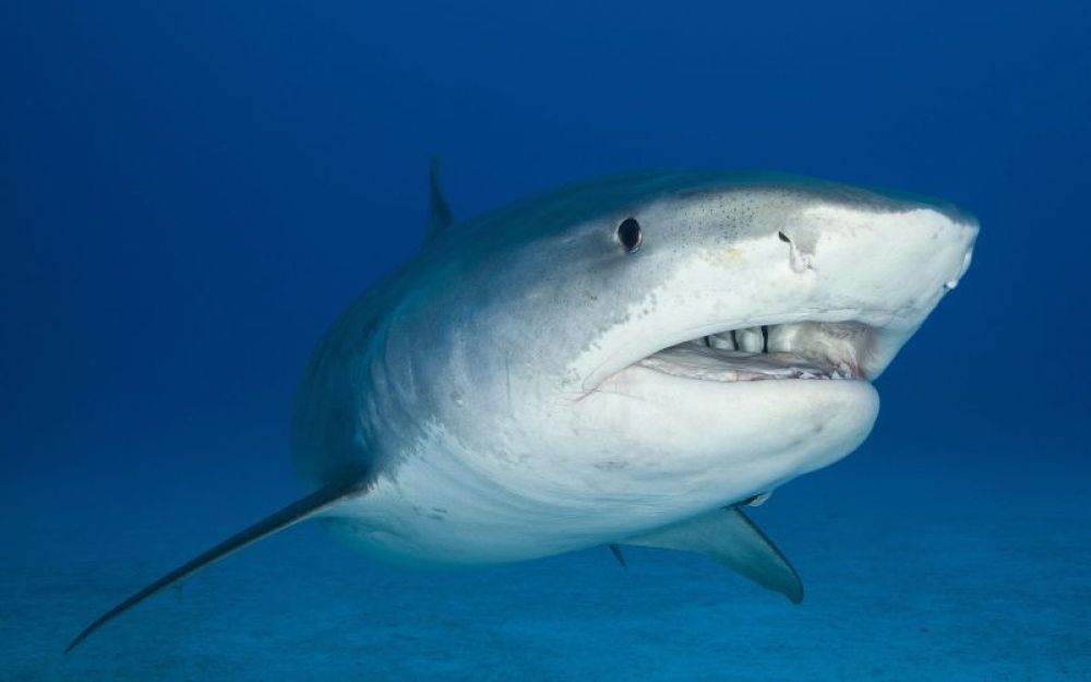 Hawaii: pescatore viene attaccato da squalo tigre