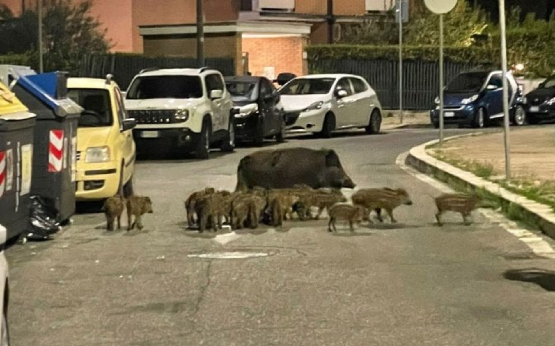 incidenti animali