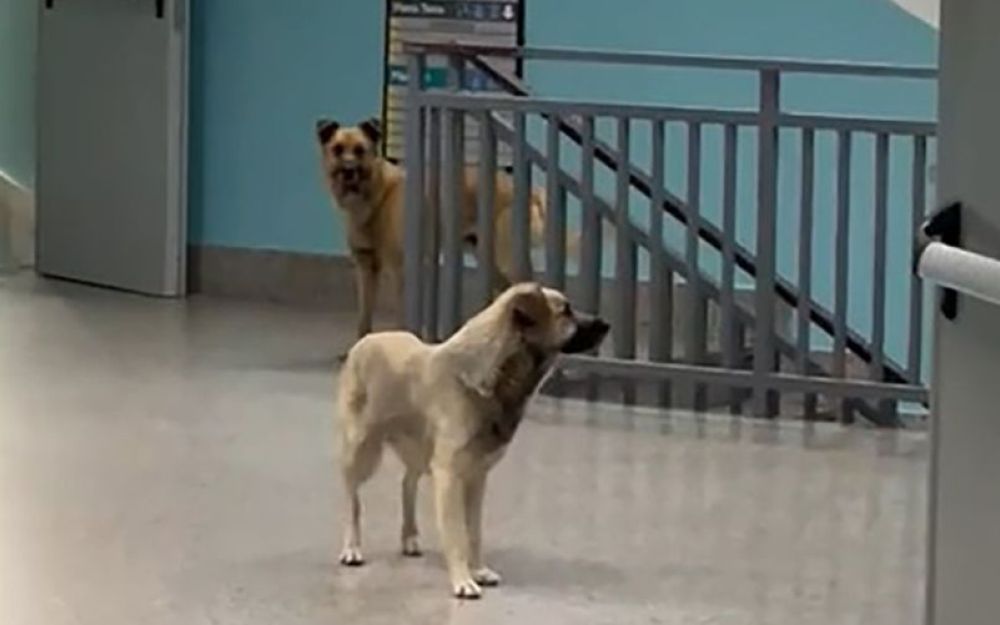 cani vaganti nell'Ospedale di Lamezia Terme