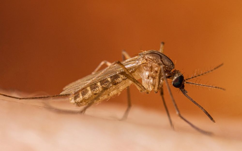 West Nile