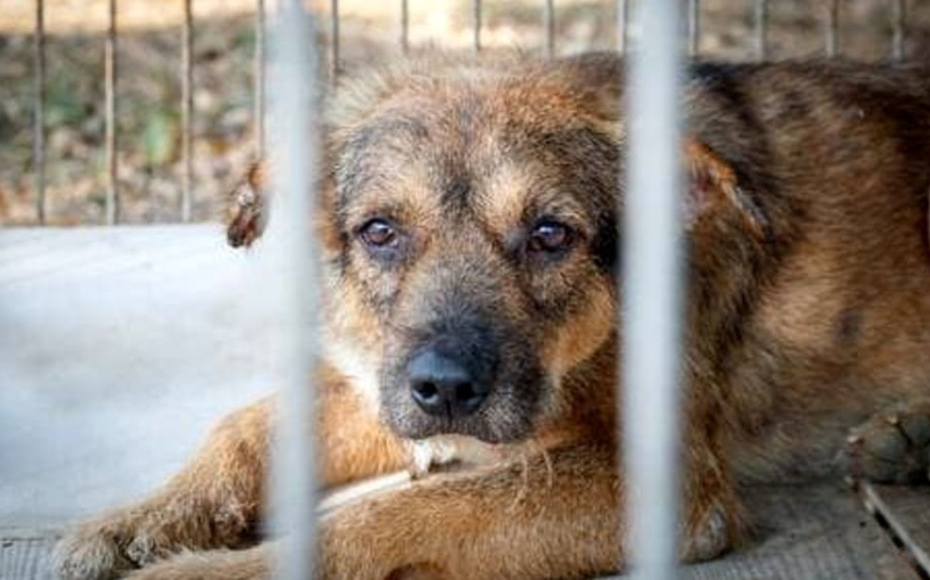 Animali Calabria
