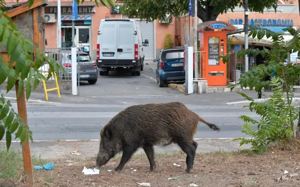 cinghiali caccia attività venatoria peste suina