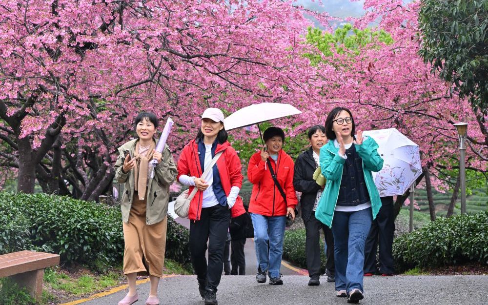 Cina, con i ciliegi in fiore turismo di primavera in crescita