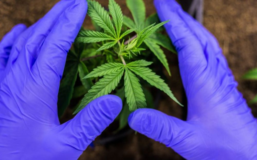 La cannabis è diventata più pericolosa