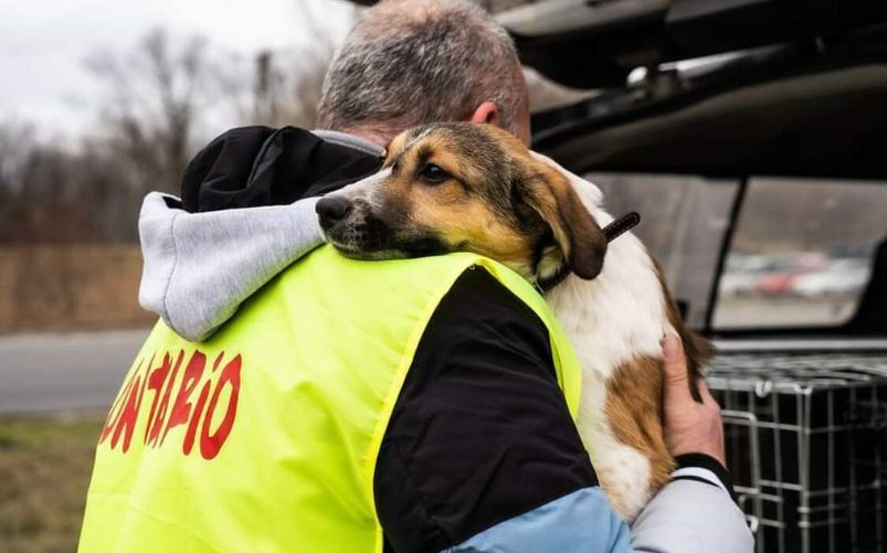 Cani guerrieri in Ucraina