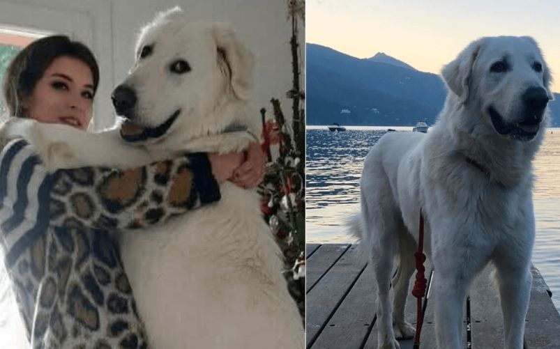 cane morto 3 anni