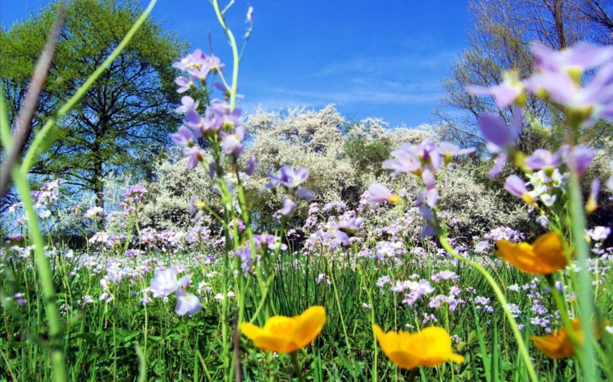 Primavera
