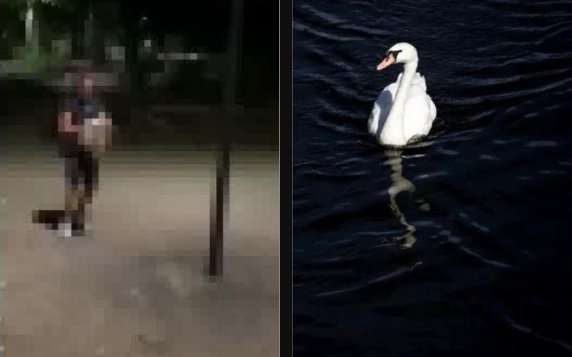 Cigno preso a sassate