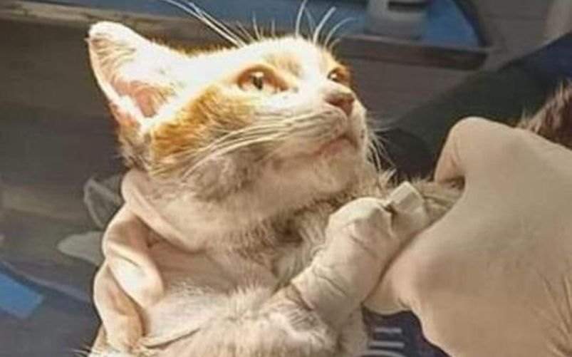 Leone gatto