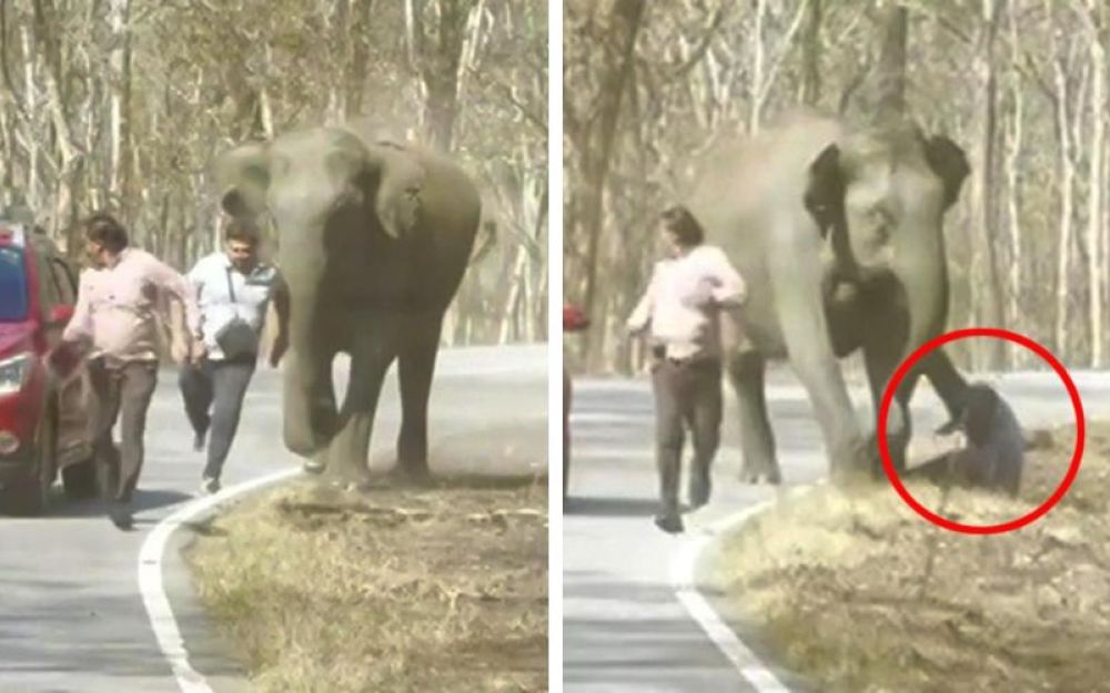 Selfie con un elefante