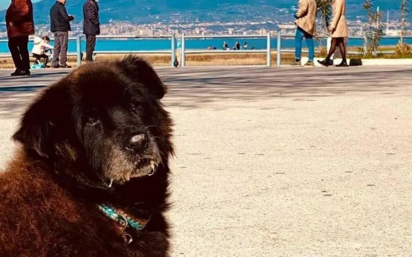 Nerone, il cane simbolo di Castellammare di Stabia