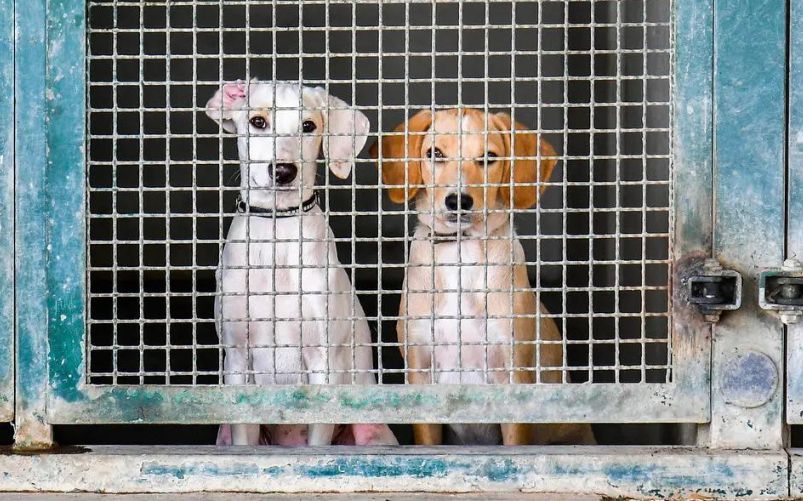 Dona eredità ai cani