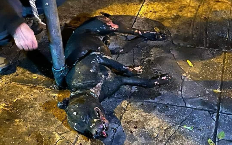 Palermo - lega il cane al palo e gli da fuoco