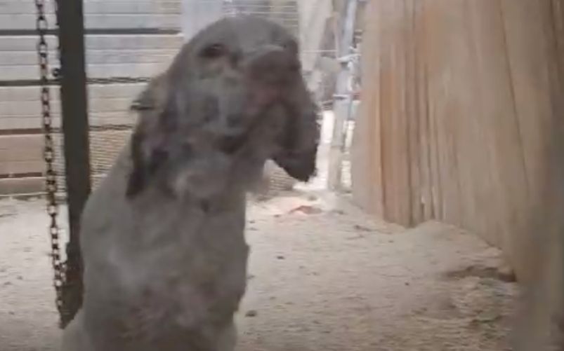Foggia cani rinchiusi