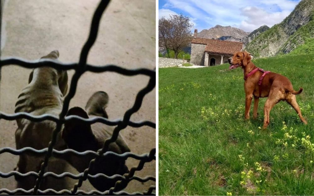 Nina, la cagnolina riconsegnata nella mani dei suoi stessi carnefici