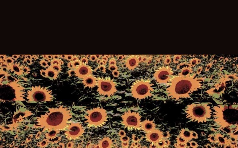 Girasoli sulle tombe dell’esercito di Mosca