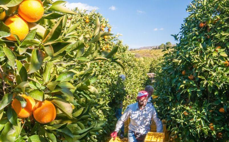 L'oro giallo della Sicilia è in crisi