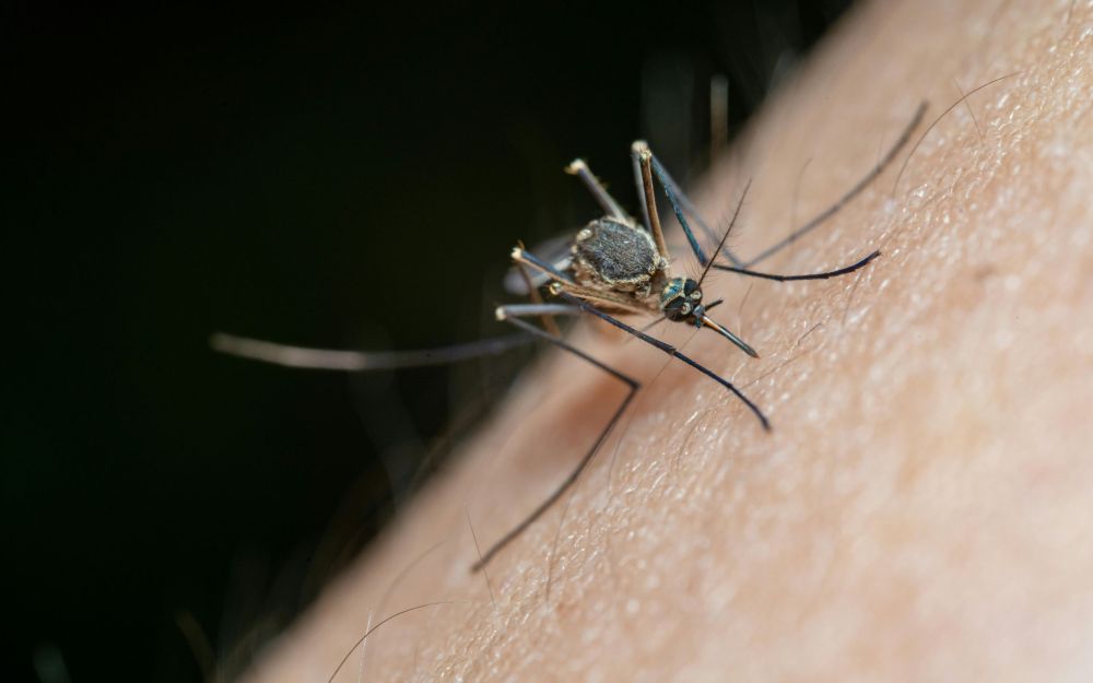 Virus West Nile, donna muore dopo la puntura di una zanzara