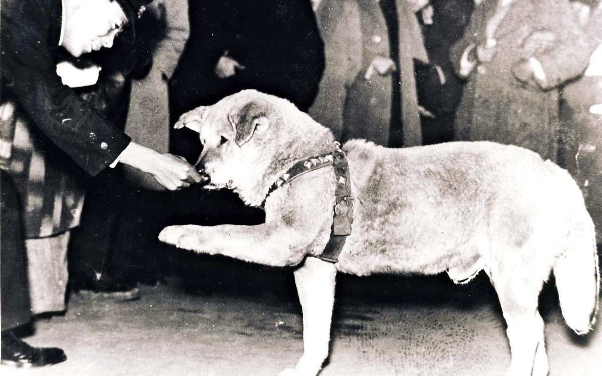 hachiko-cane-giappone