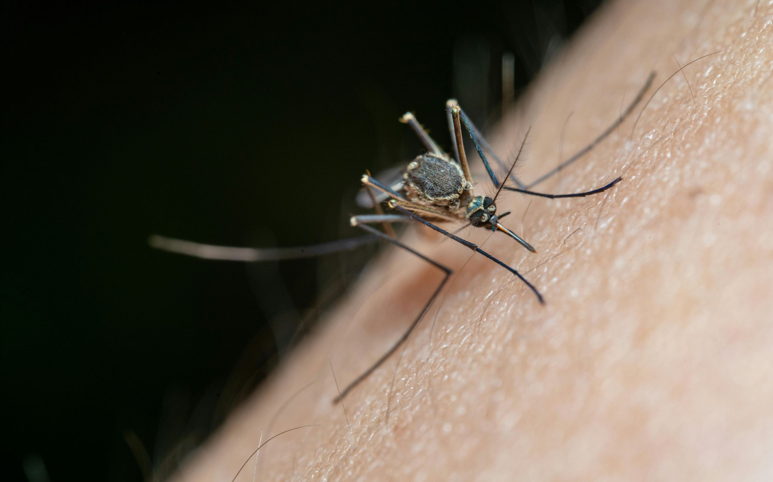 Virus West Nile, donna muore dopo la puntura di una zanzara