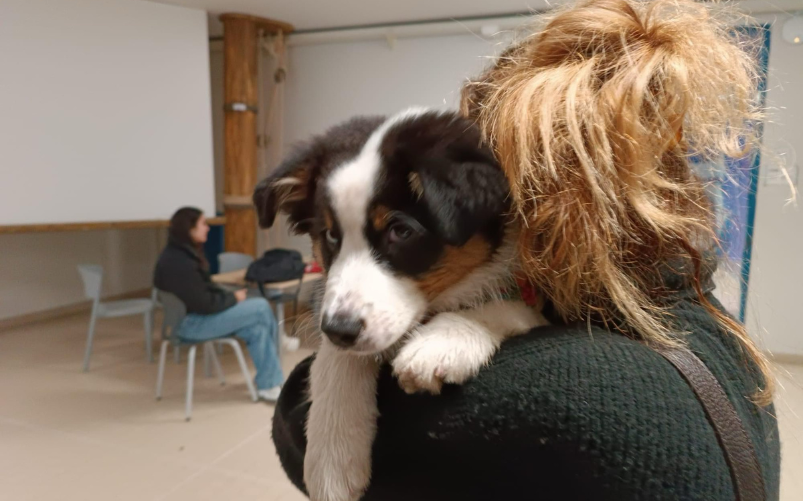 Insegnante porta cane a scuola