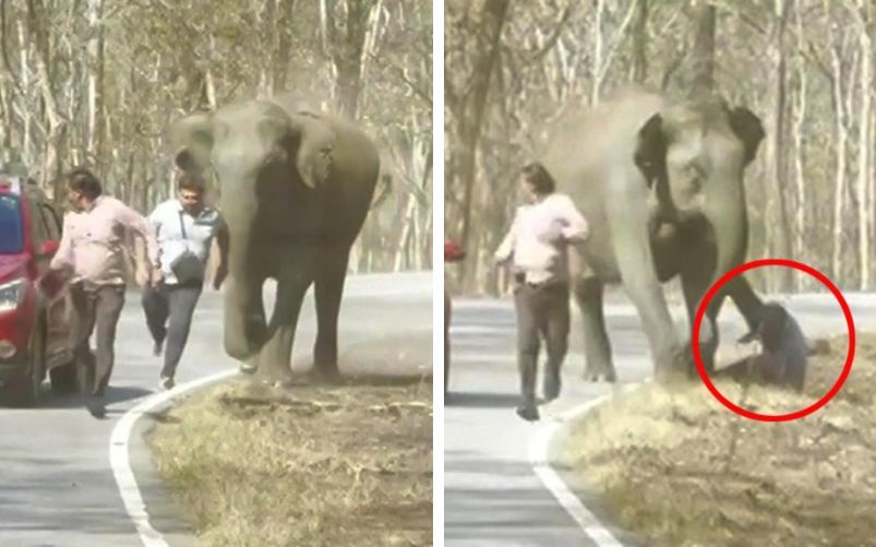 Selfie con un elefante