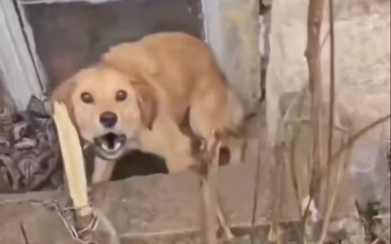 Liguria cani