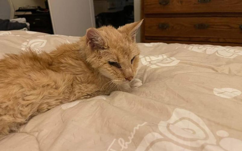 Riccione il gatto Garfield