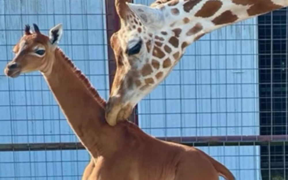 giraffa senza macchie