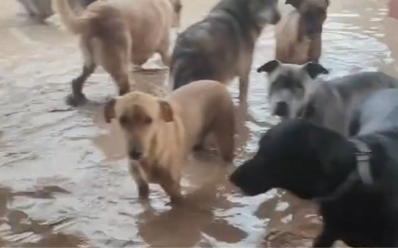 Rifugio per cani Valencia