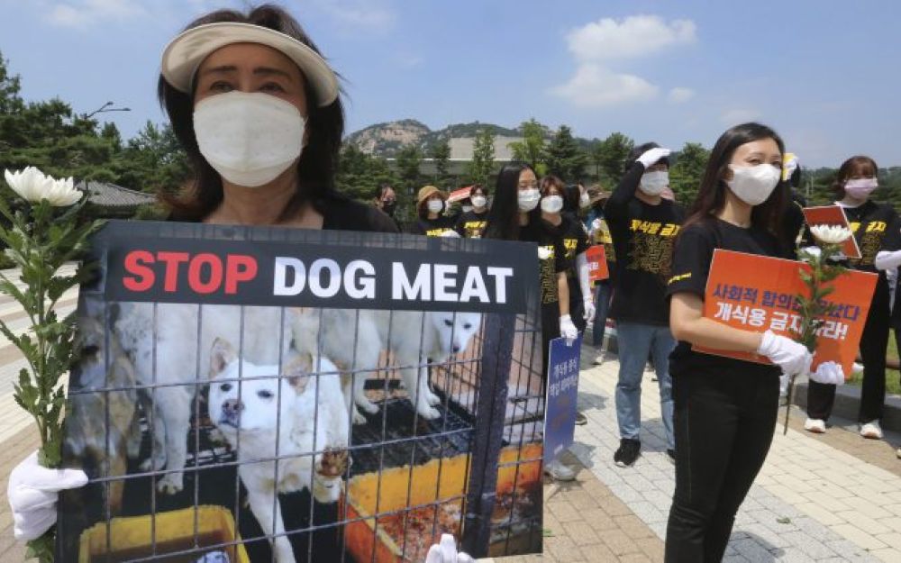 Corea del Sud, stop alla carne di cane
