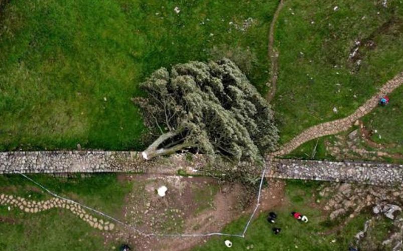 Abbattuto Albero di Robin Hood