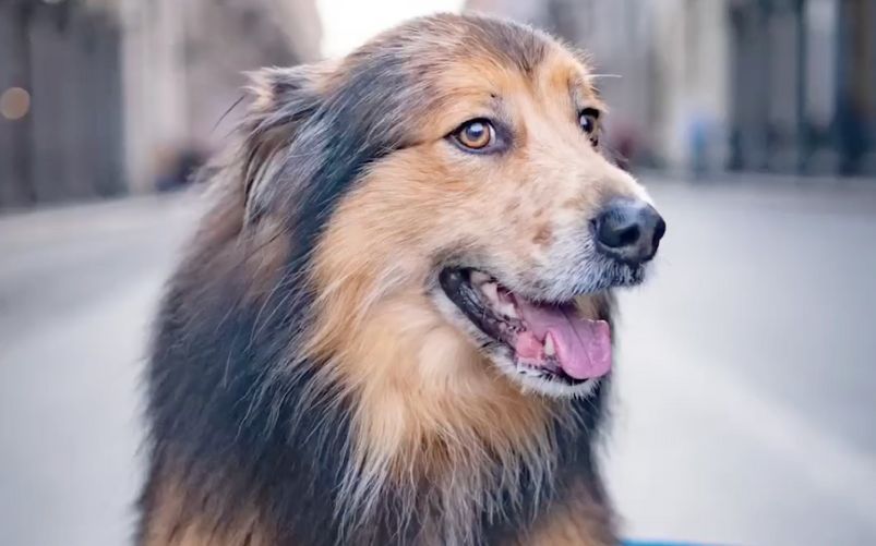 Doggo Daiily