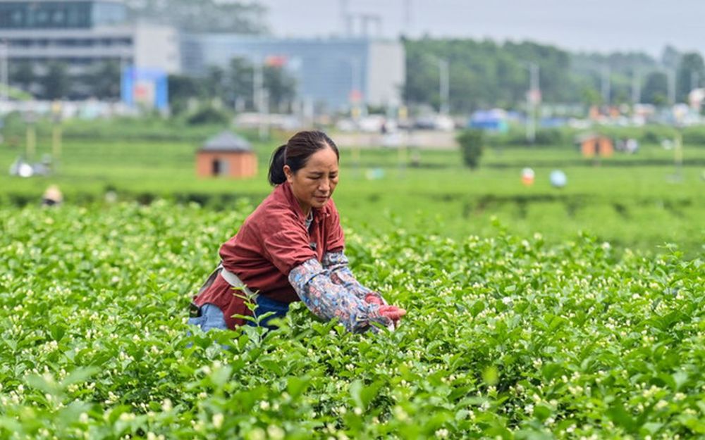 Cina, obiettivo industria del tè da 1.500 mld di yuan entro il 2030