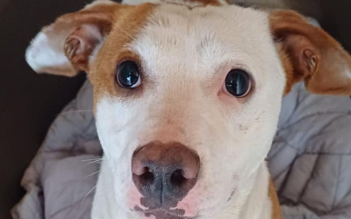 Cagnolina